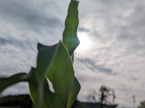 ７本✨️白いとうもろこし
