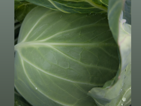 🥬初夏キャベツ🥬２玉