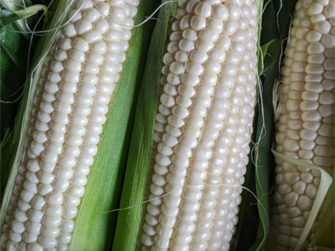 １４本✨️白いとうもろこし