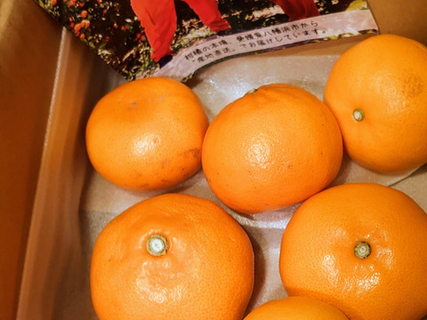 【予約特価】柑橘の大トロ！　せとか（ご家庭用・２㎏）×３箱