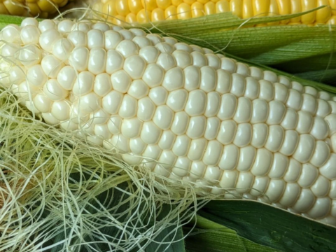 ７本✨️白いとうもろこし