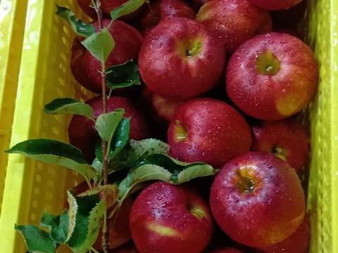 【岩手・紫波町】今年収穫のジョナゴールド100%ジュース（無添加）30個入り