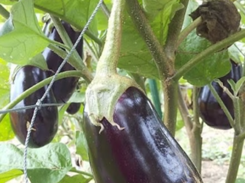 【農薬化学肥料不使用】朝採り！信州伊那谷★旬の野菜セット Ｓサイズ