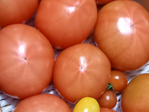 【 100％純トマト🍅】【雪ちゃんトマト】桃太郎トマト（2キロ箱満杯詰め）