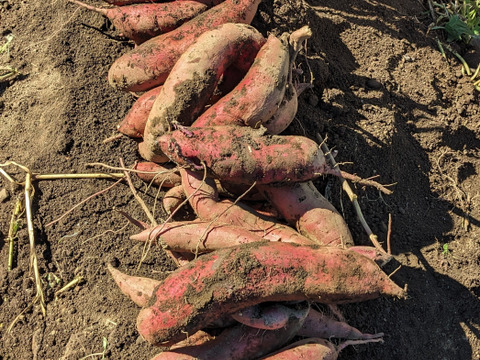 ねっとり甘い！さつまいも（紅はるか+シルクスイート）1.8キロ 【茨城県産】