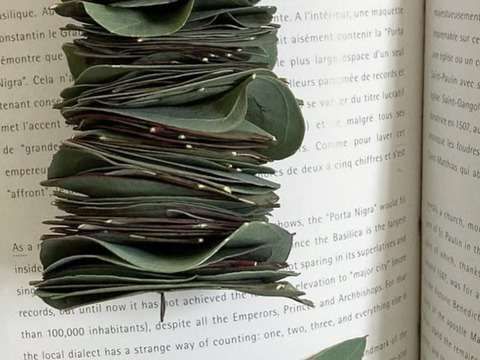 ✴︎スワッグにいかが？ユーカリ２種のボリュームセット✴︎