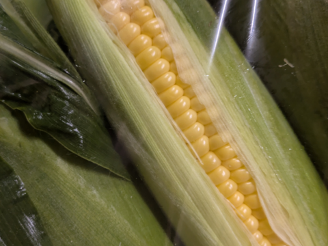 濃厚な甘みの🌽先端カット５本