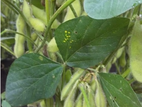 【農薬化学肥料不使用】朝採り！信州伊那谷★旬の野菜セット Ｓサイズ
