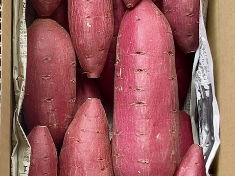 【新芋】スッキリした甘さと滑らかな舌触り「シルクスイート」 3キロ箱