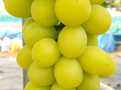 【完熟出荷】熟れたらほのかに黄色い！シャインマスカット2房箱(約1キログラム)【皮ごと種無し】