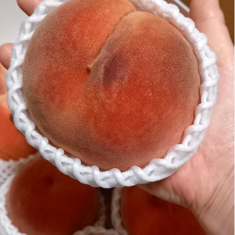あかつき桃 夏桃の定番・当園人気ナンバー1 訳あり ご家庭専用コース