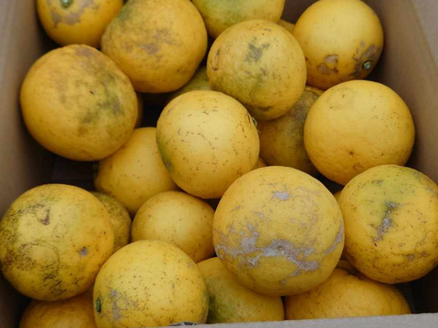 最終セール　超個性派小夏ちゃん一箱込5kg