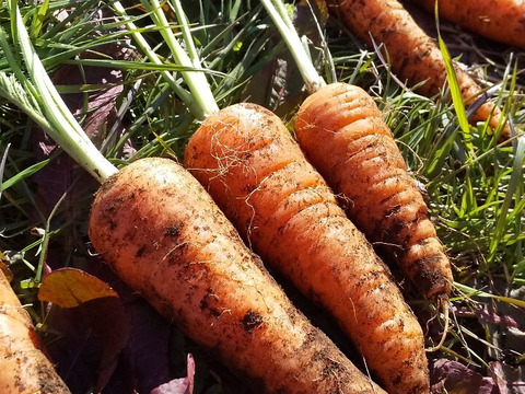 エシカル消費、耕さない、草ともにある畑から、野菜をお届け   多様な生き物とともに、自然農の畑から、不耕起草生、種とり、農薬肥料不使用