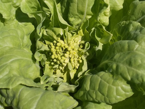 菜花がしゃきしゃき【みどりの畑から野菜たちのセット】自然農の畑から、不耕起草生　草とともに台地の畑で２6年の積み重ね、種とり、農薬肥料不使用）