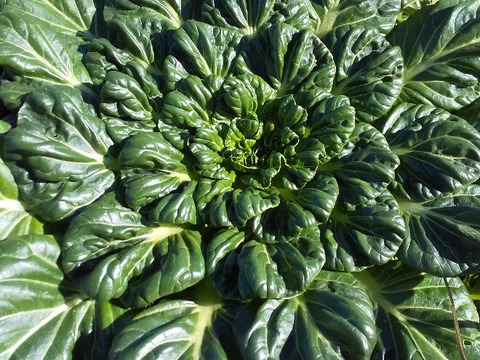 エシカル消費、耕さない、草ともにある畑から、野菜をお届け   多様な生き物とともに、自然農の畑から、不耕起草生、種とり、農薬肥料不使用