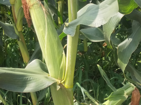 サクサク！『まるポップコーン』100ｇ×6袋