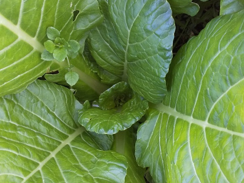 【玄米4ｋ+野菜セット】 品種に優る技術なし、玄米、精米も対応（肥料農薬不使用、自家採種、おだ掛け）　晩生種のあじわい、