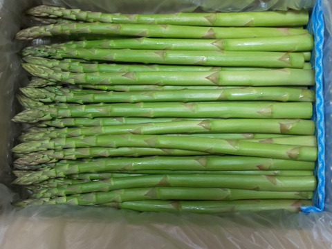 【食べ比べ1kg】那須塩原産アスパラ｜M～2Lサイズ｜春のごちそう☘️