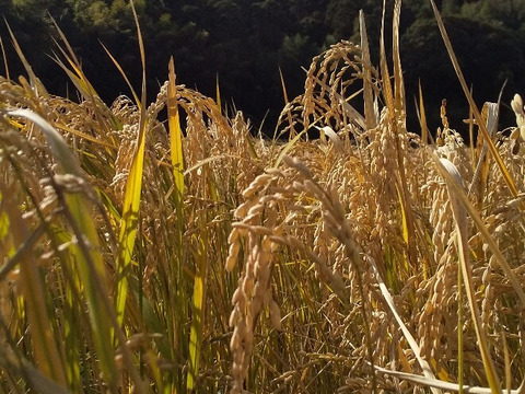 かみごたえ玄米、精米も対応（肥料農薬不使用、自家採種、おだ掛け）　晩生種のあじわい、玄米8キロ