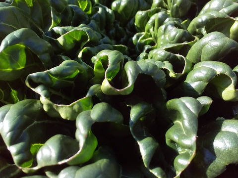 FUKIさん専用
玄米10ｋ+野菜セット
【地球によりそう野菜たちのセット】自然農の畑から、不耕起草生　草とともに台地の畑で２6年の積み重ね、種とり、農薬肥料不使用）