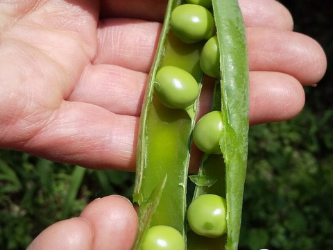 【野菜たち+フキ】自然農の畑から、不耕起草生　草とともに台地の畑で２6年の積み重ね、種とり、農薬肥料不使用）