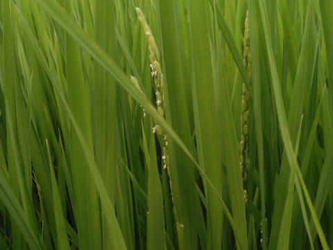 銘柄米 コシヒカリ 100% 白米 10kg 令和7年産：千葉県産のお米