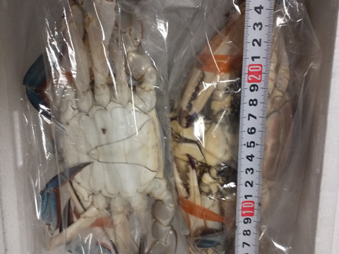 捕れたてワタリガニ 1kg前後 岡山県産のカニ 食べチョク 産地直送 産直 お取り寄せ通販 農家 漁師から旬の食材を直送