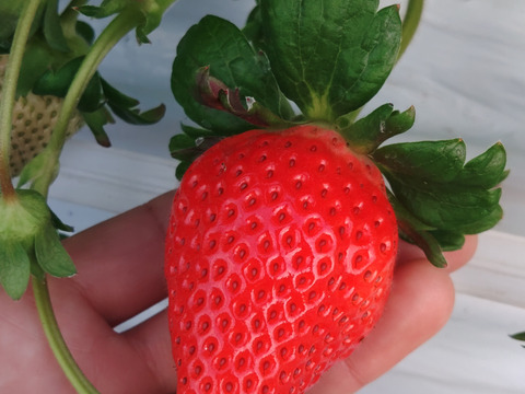 ガブッと口いっぱいに果汁あふれる大粒いちご１箱4パック入り