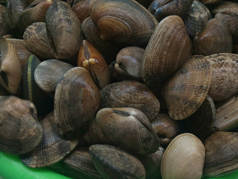 ワイズユースの恵み　根室市風蓮湖・温根沼産　豆アサリ＜3㎏＞