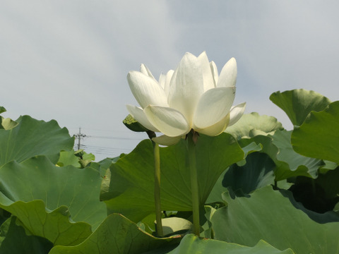 厳選れんこん４キロ