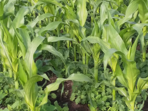 大量　まるポップコーン(500ｇ×6袋）＋おまけ100ｇ