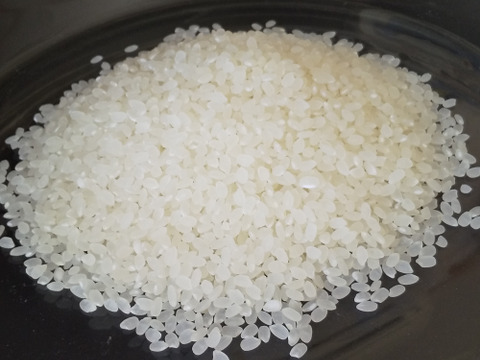 令和４年新米コシヒカリ  ▶白米5kg◀生産農家直販、予約販売可
