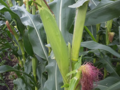 大量　まるポップコーン(500ｇ×6袋）＋おまけ100ｇ