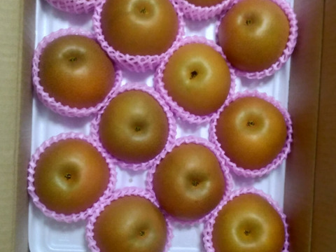 昨年大好評！『清流球磨梨』あきづき　約10kg【5kg箱(5〜14個入り)を2箱重ねてお届け】