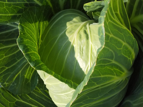 【農薬化学肥料不使用】朝採り！信州伊那谷★旬の野菜セット Mサイズ (金曜発送)