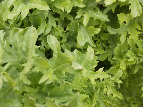 菜花がしゃきしゃき【みどりの畑から野菜たちのセット】自然農の畑から、不耕起草生　草とともに台地の畑で２6年の積み重ね、種とり、農薬肥料不使用）