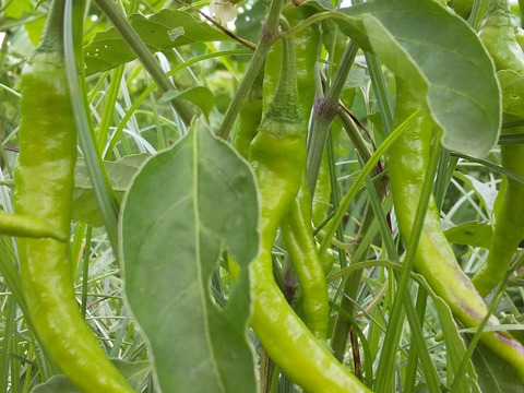 【地球によりそう野菜たちのセット】自然農の畑から、不耕起草生　草とともに台地の畑で２6年の積み重ね、種とり、農薬肥料不使用）