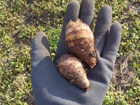 【海老芋  土つき】  約1.5kg    （小粒サイズ）えびいも・さといも