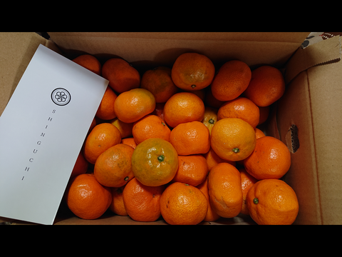 【訳ありだけど美味しさそのまま】 温州みかん 5.5kg 愛媛県川上産