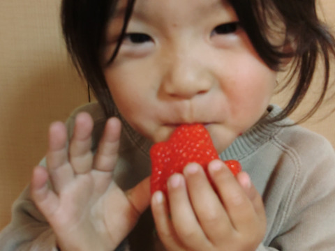 ガブッと口いっぱいに果汁あふれる大粒いちご１箱4パック入り