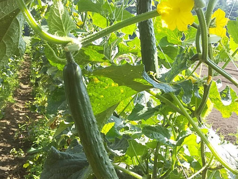 【農薬化学肥料不使用】朝採り！信州伊那谷★旬の野菜セット Mサイズ (金曜発送)