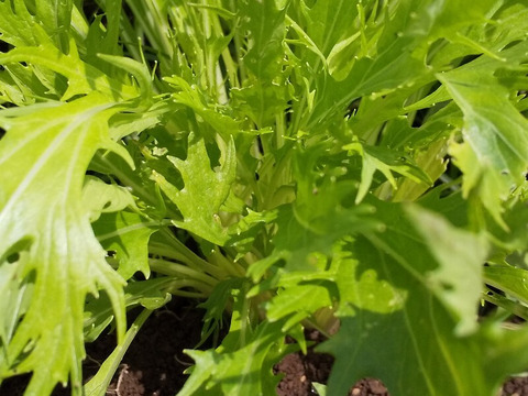 【野菜たち+フキ】自然農の畑から、不耕起草生　草とともに台地の畑で２6年の積み重ね、種とり、農薬肥料不使用）