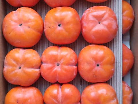 【今季最終便】幻の柿 次郎柿！ワケありお徳用（小キズあり）みんなでシェア24～32個7.5kg