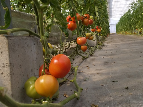 100％純トマト🍅4キロ箱【雪ちゃんトマト】桃太郎トマトL or Mサイズ