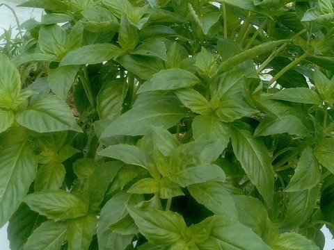 《自然栽培野菜バジル　200グラム　60サイズ》・《固定種・在来種専門農家Awaji369farm》《超希少》