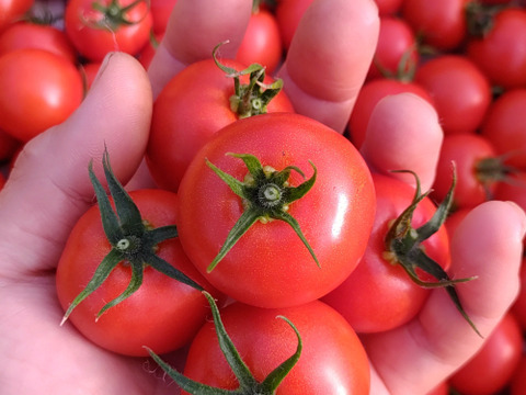 【ぶるベジの看板娘】極薄皮と奥深い旨み！！農園一番推しのコク旨とまと「華おとめ」１kg