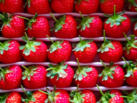 大切な方へイチゴで想いを届ける！「品種：恋みのり（3L以上）」（1.3kg）