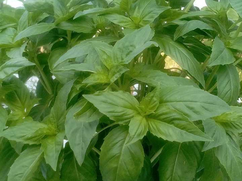 《自然栽培野菜バジル　200グラム　60サイズ》・《固定種・在来種専門農家Awaji369farm》《超希少》