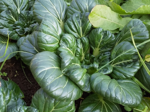 エシカル 耕さない、草とともにある畑から、多様な生きものとともに野菜　プラマルチなし　【お野菜のセット2倍量】不耕起草生　(種とり、農薬肥料不使用）