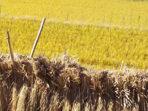 【玄米餅】 今季最終、ご好評で再販  玄米のお餅　おだがけモチ米使用、肥料、農薬不使用、自家たね